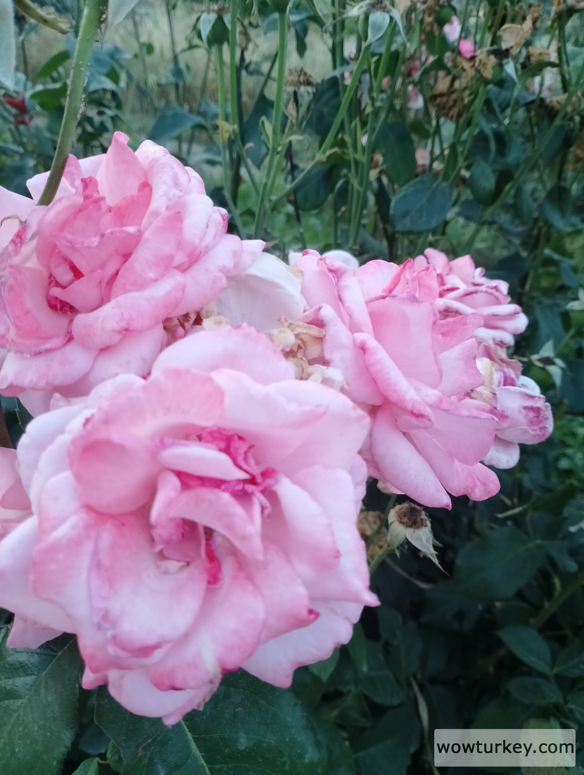 IMG_20240602_192416_HDR