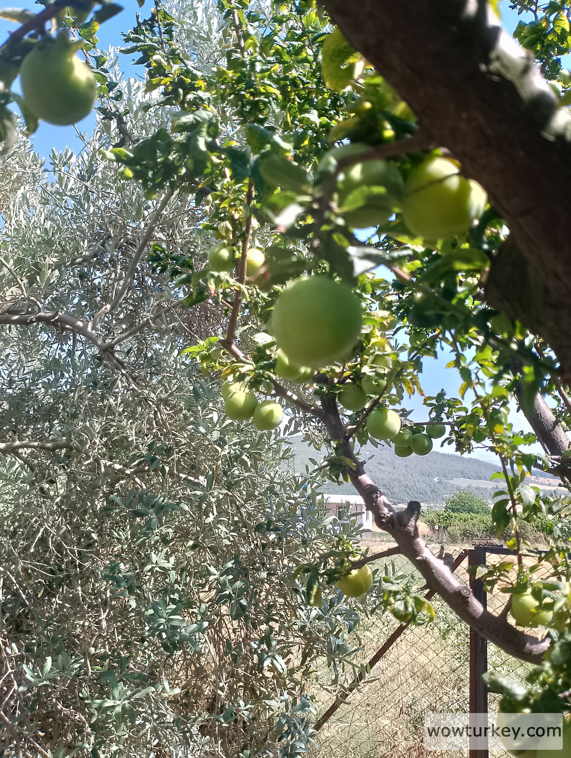 IMG_20240616_152203_HDR