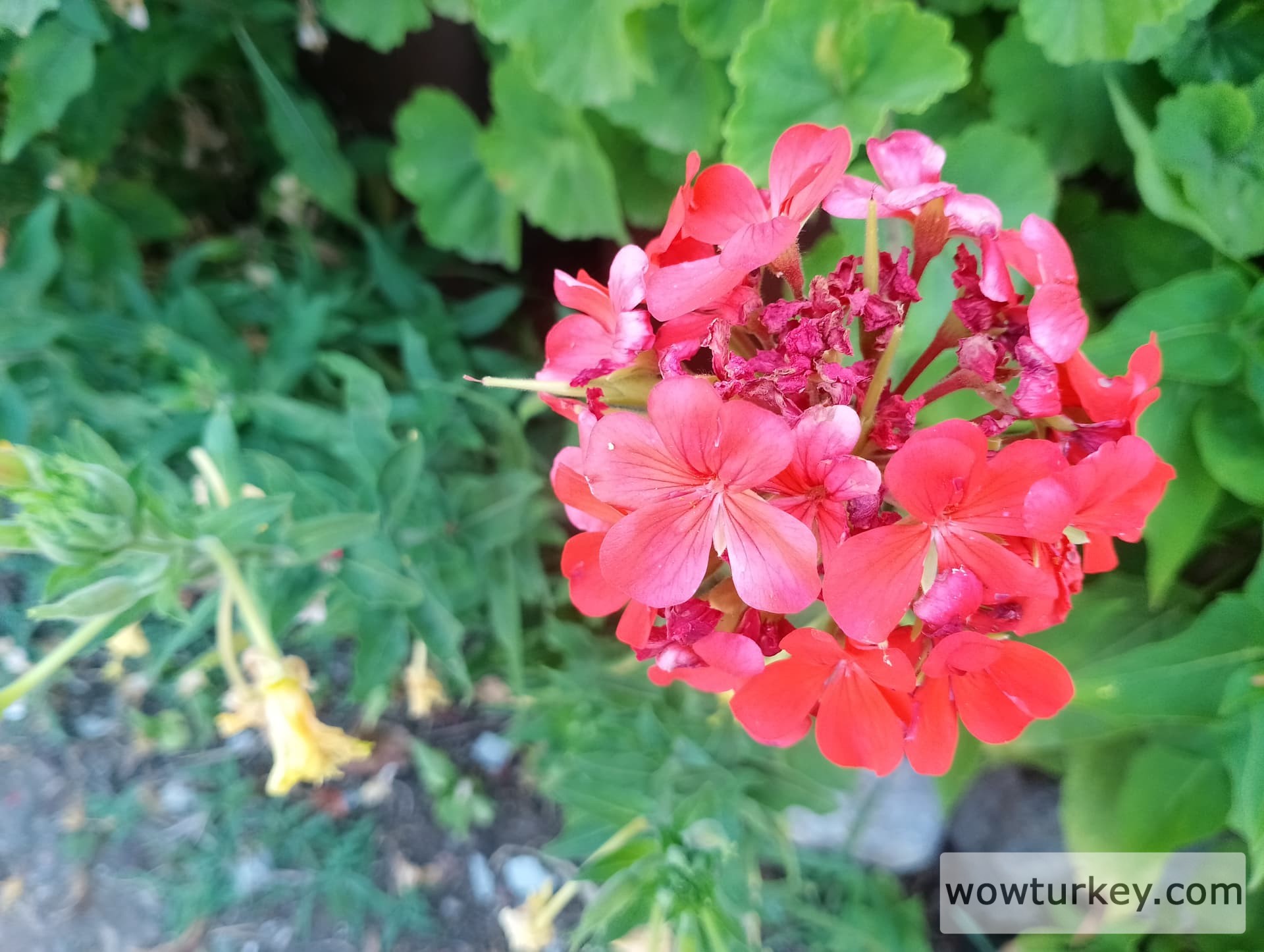 IMG_20240616_160003_HDR