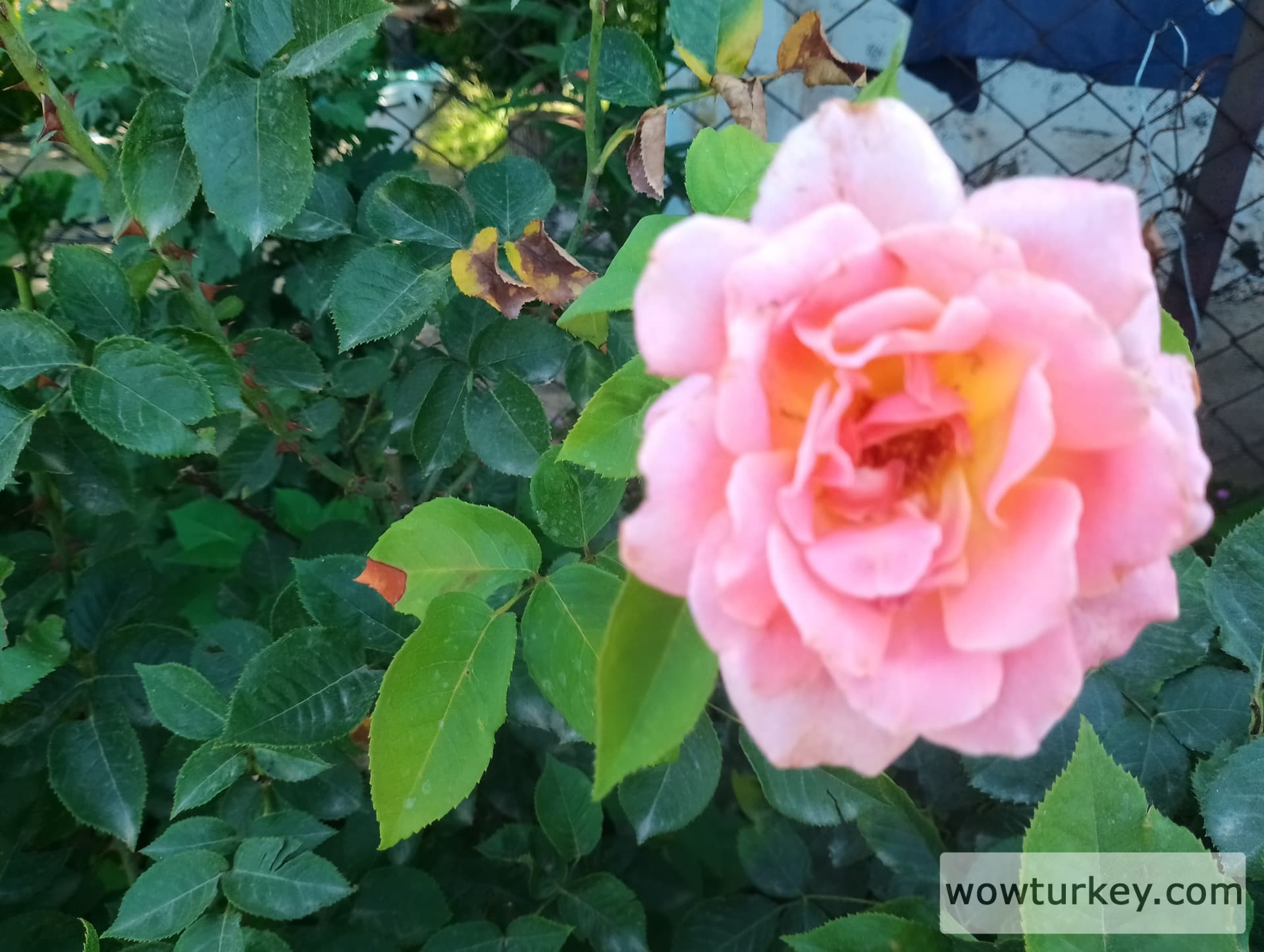 IMG_20240616_160012_HDR