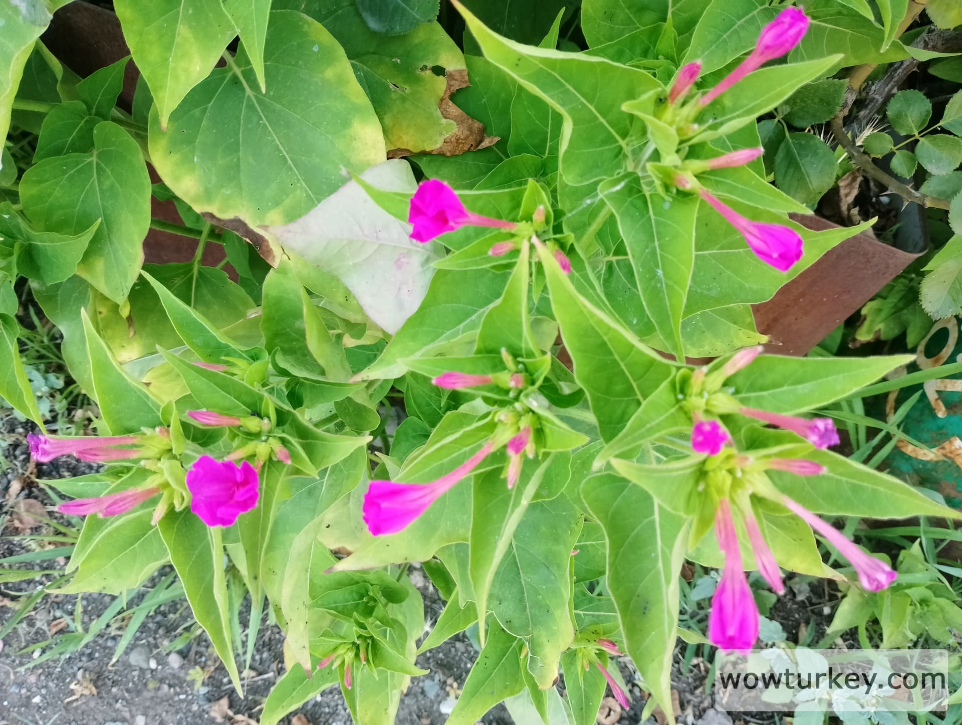 IMG_20240616_160020_HDR