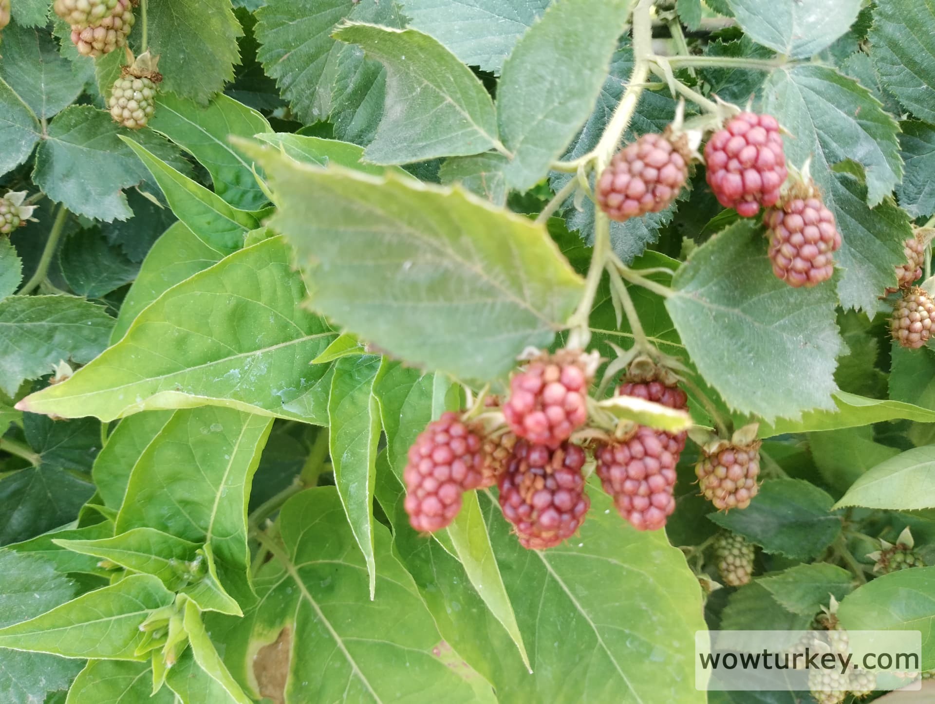 IMG_20240616_160029_HDR