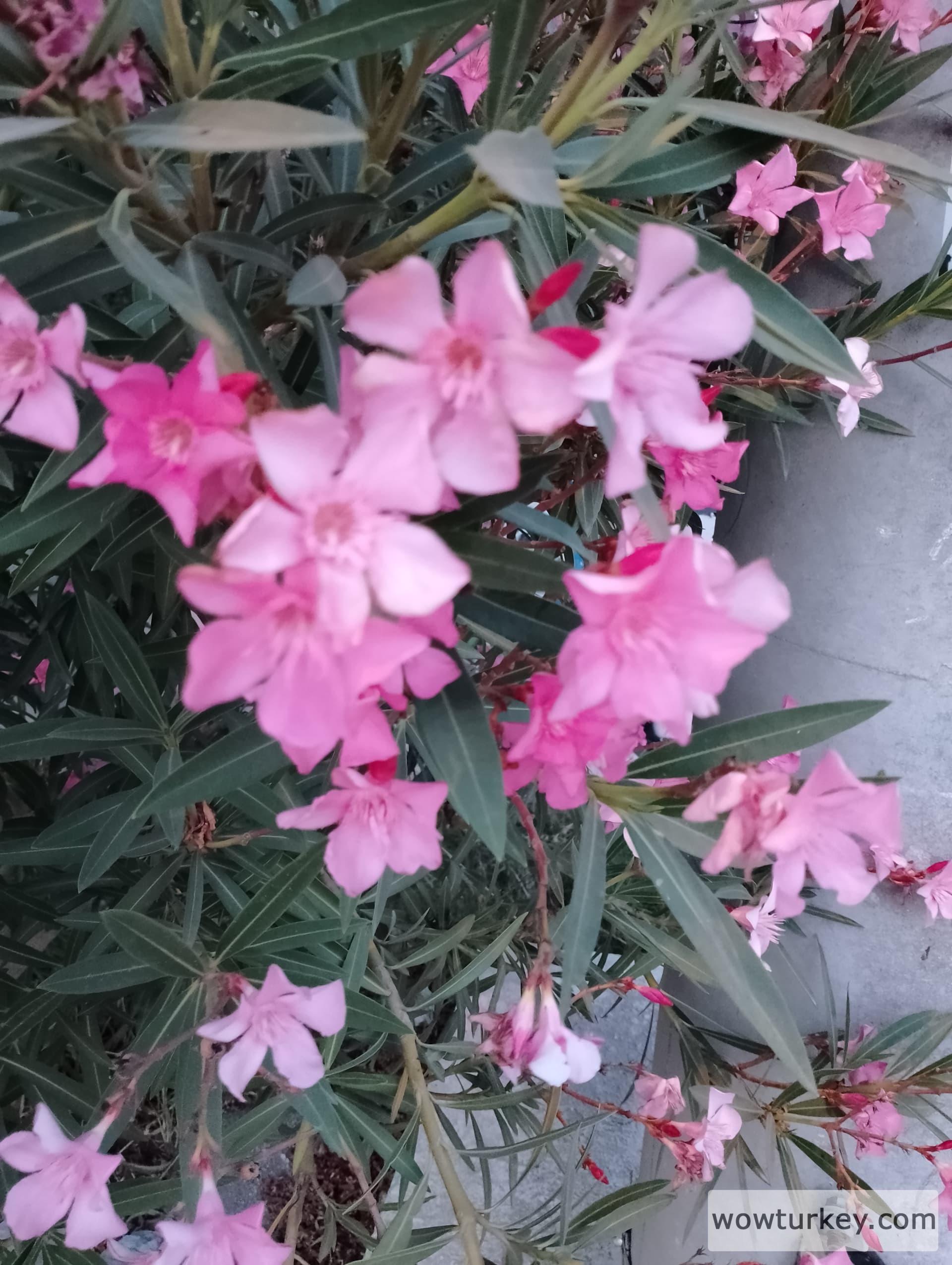 IMG_20240618_200446_HDR