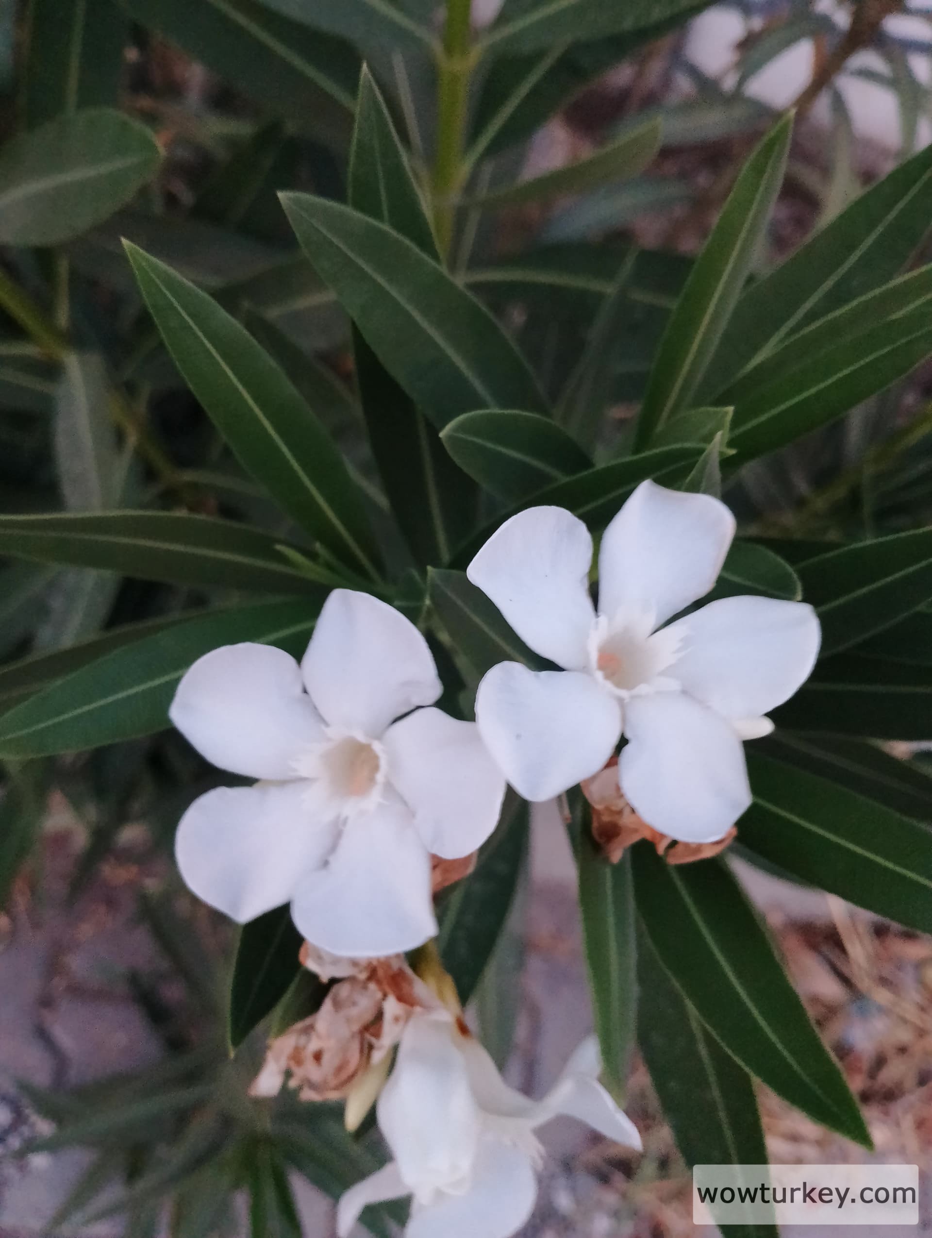 IMG_20240618_200503_HDR