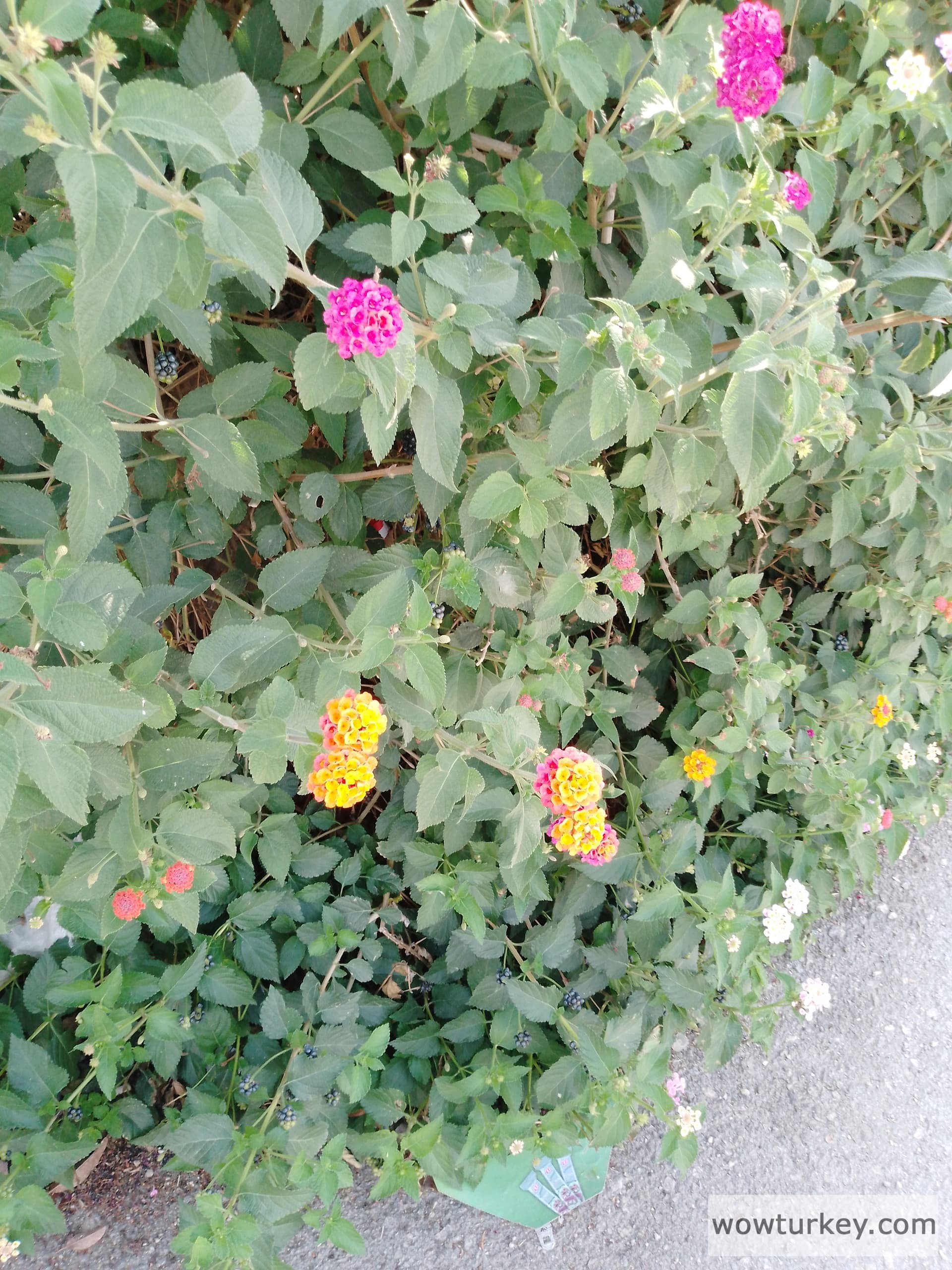 IMG_20240625_092136_056