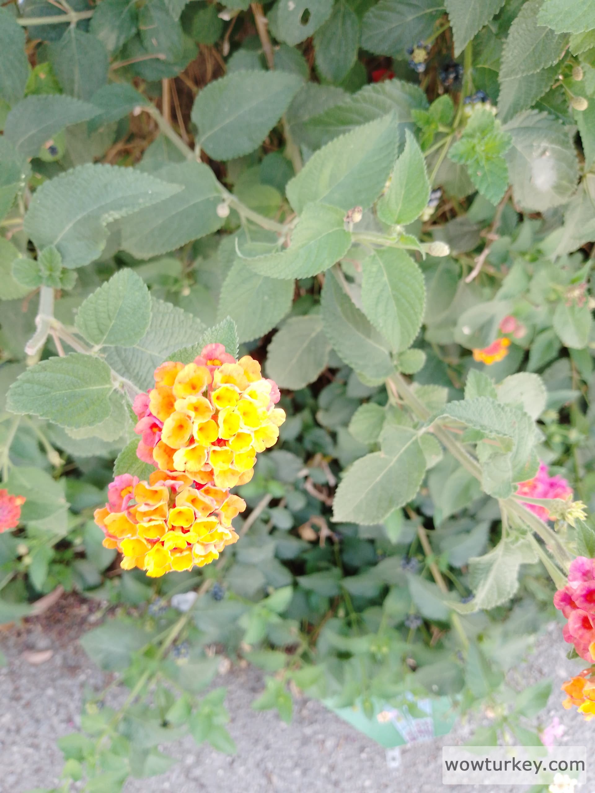 IMG_20240625_092142_230