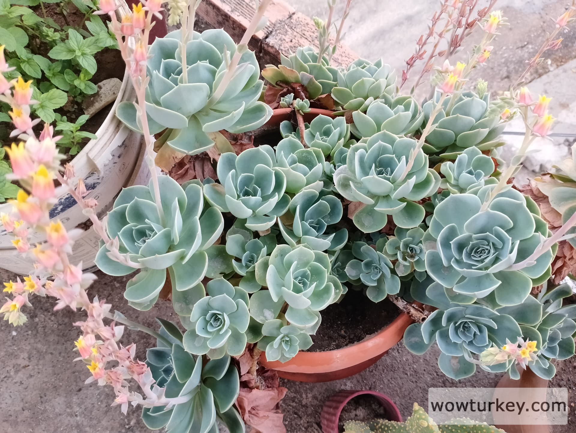 IMG_20240625_183534_HDR