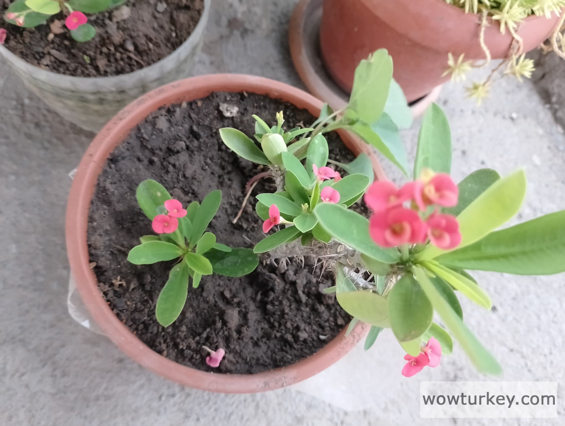 IMG_20240625_183616_HDR