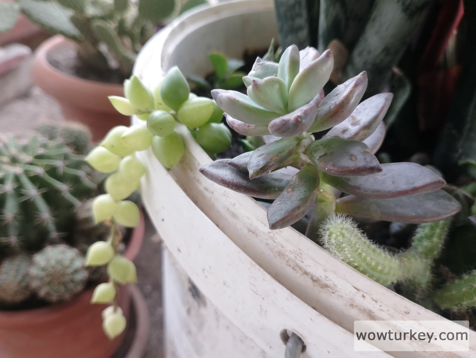 IMG_20240625_183647_HDR