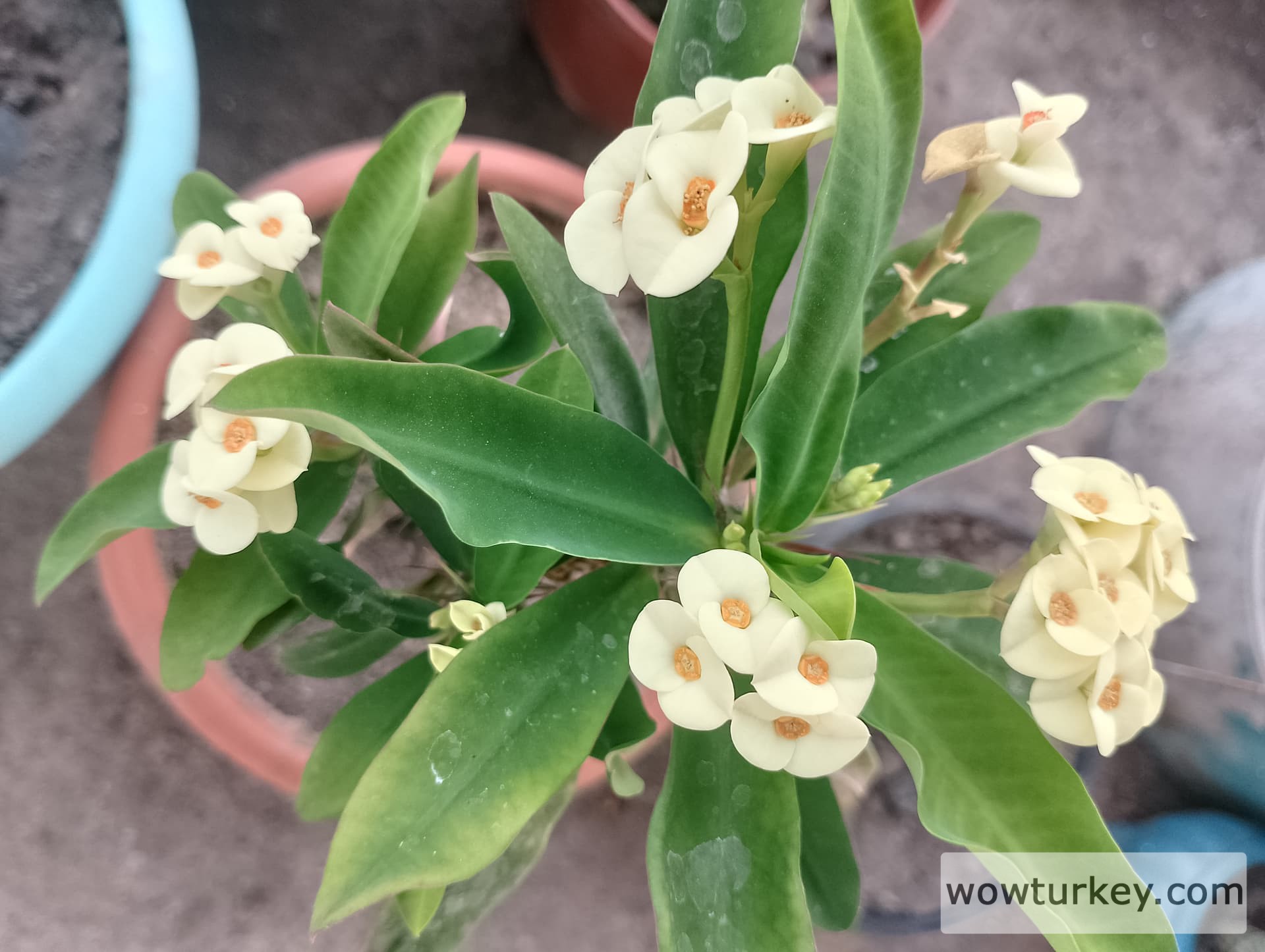 IMG_20240625_183740_HDR