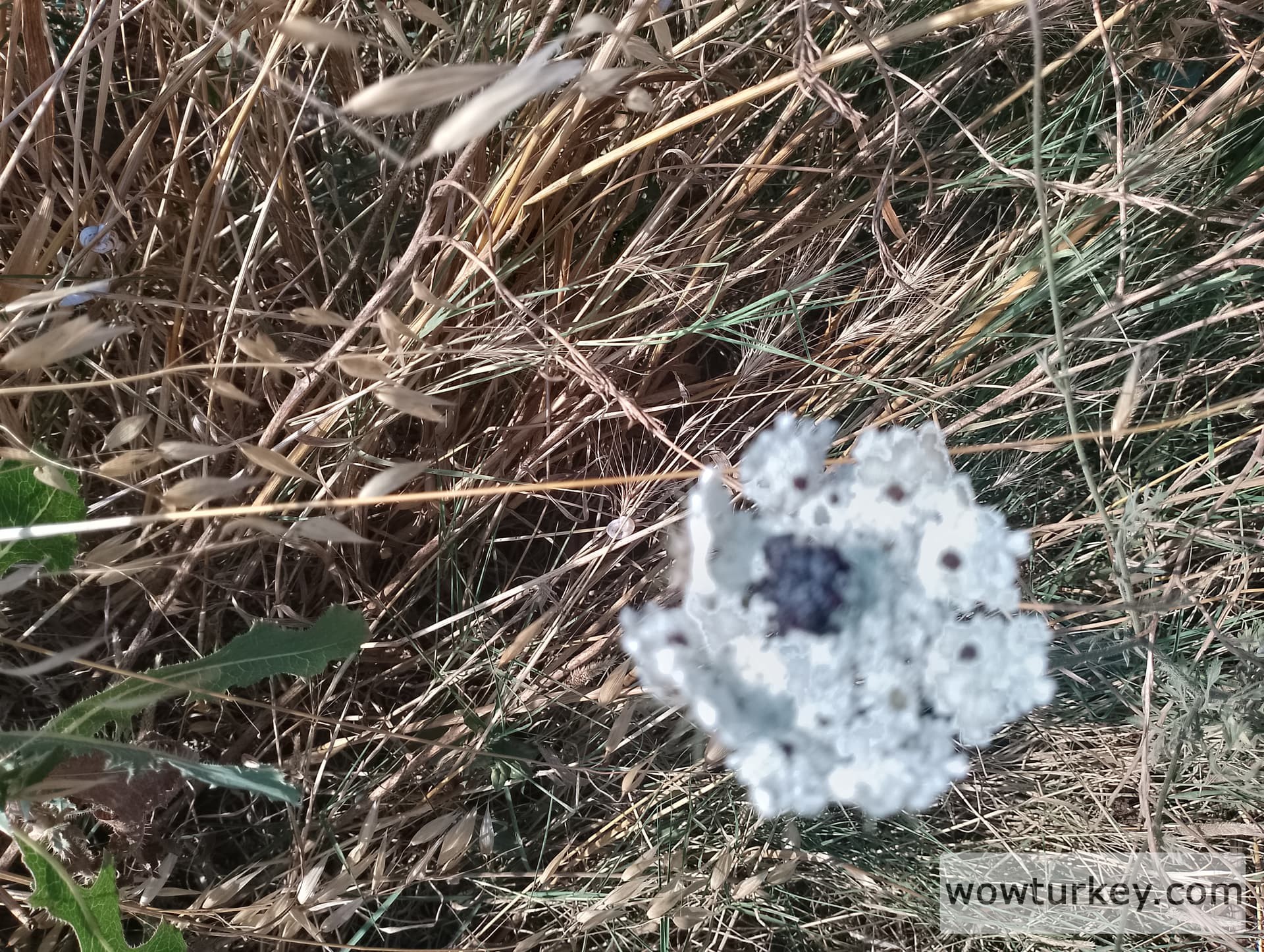 IMG_20240629_164129_HDR