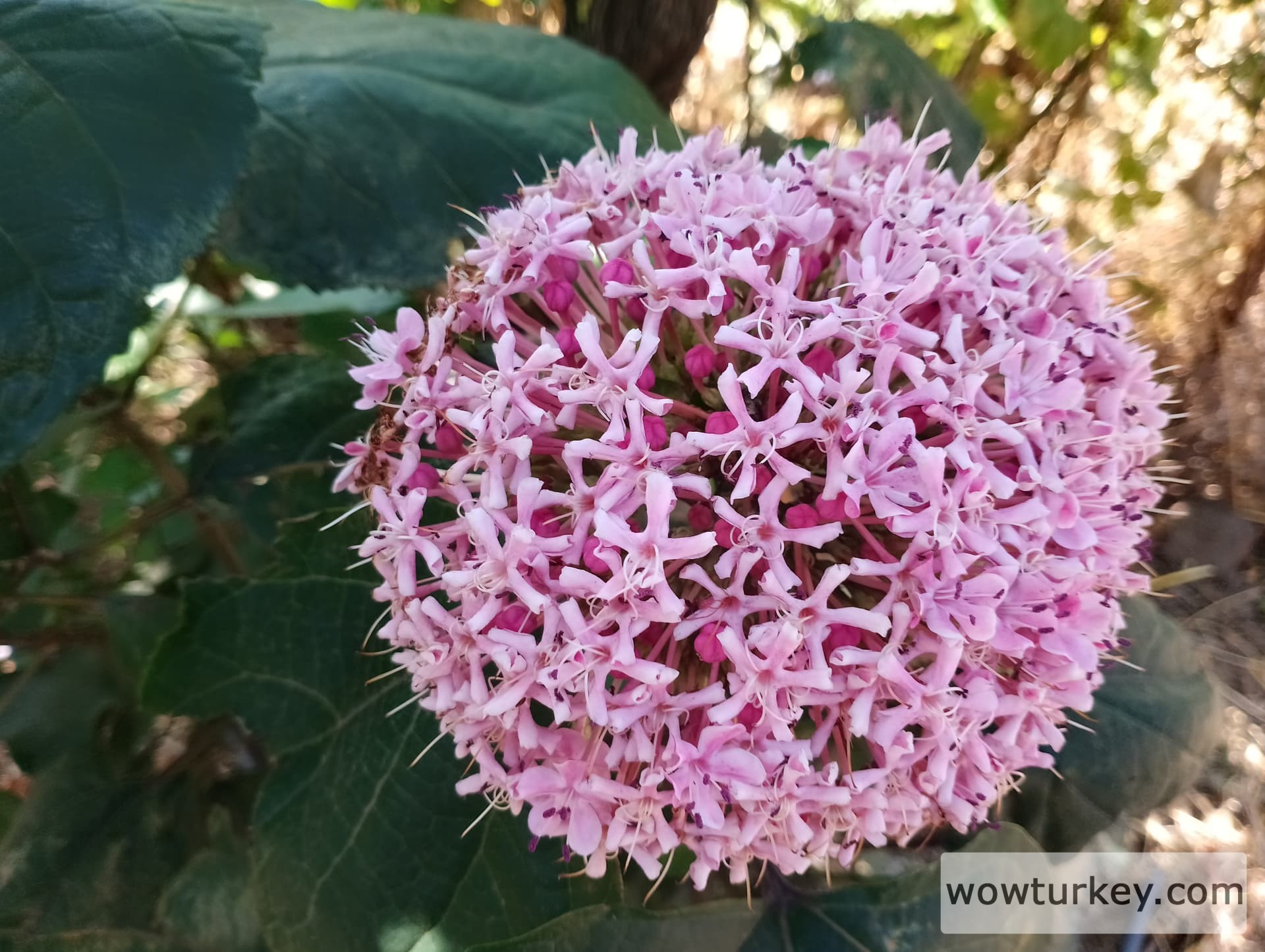 IMG_20240630_101320_HDR