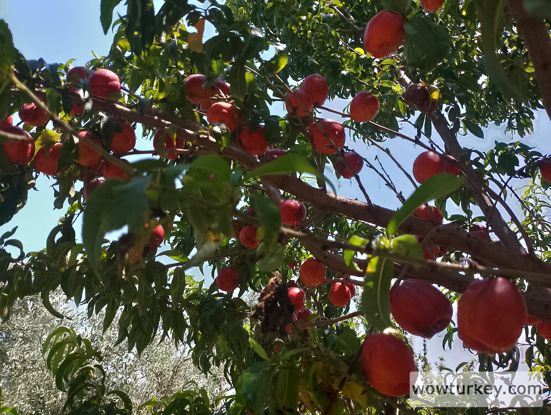 IMG_20240630_130723_HDR