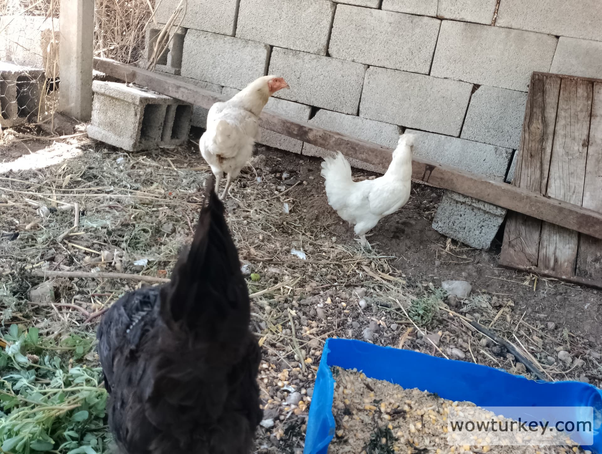 IMG_20240630_135551_HDR