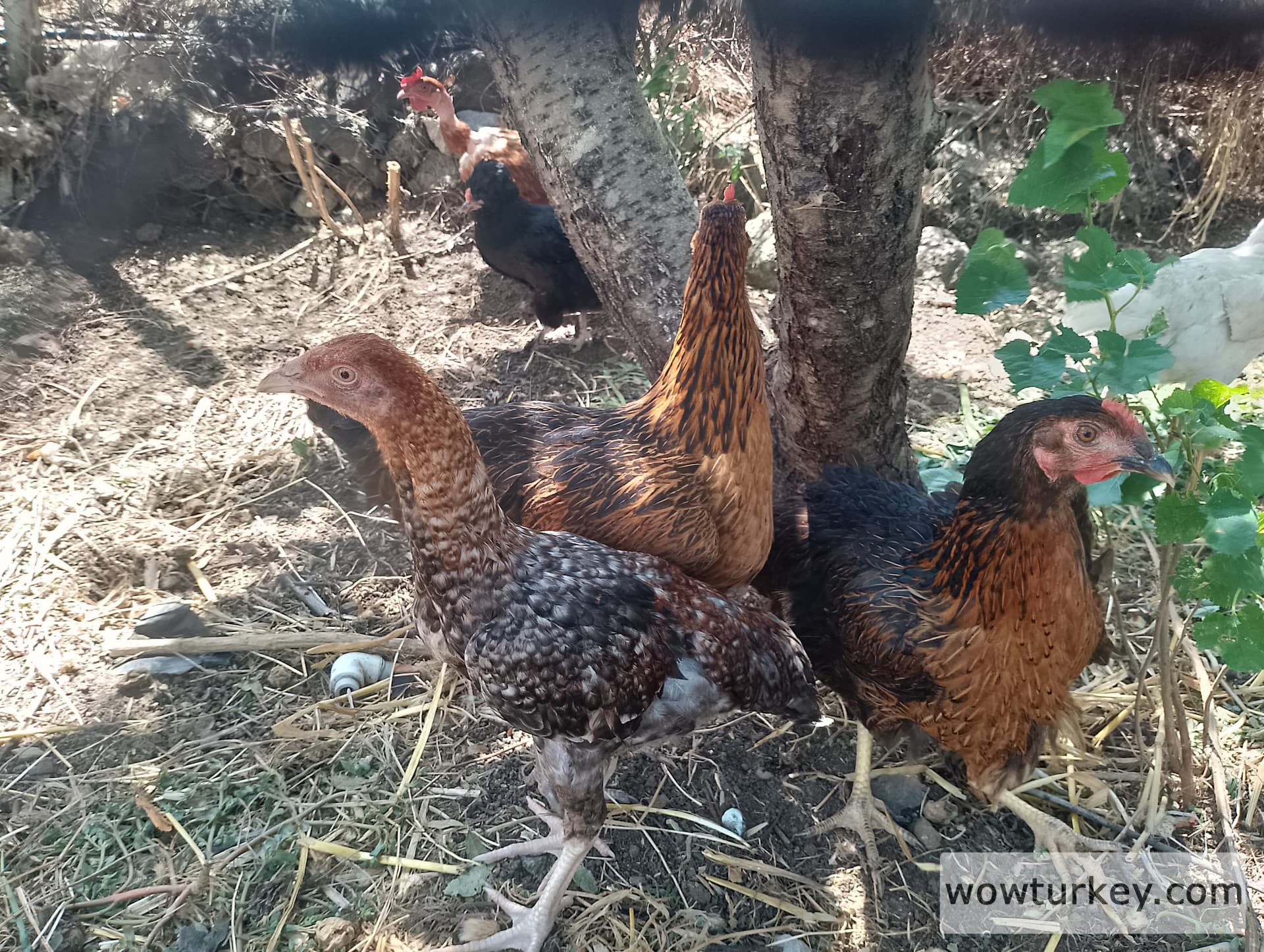 IMG_20240630_135612_HDR