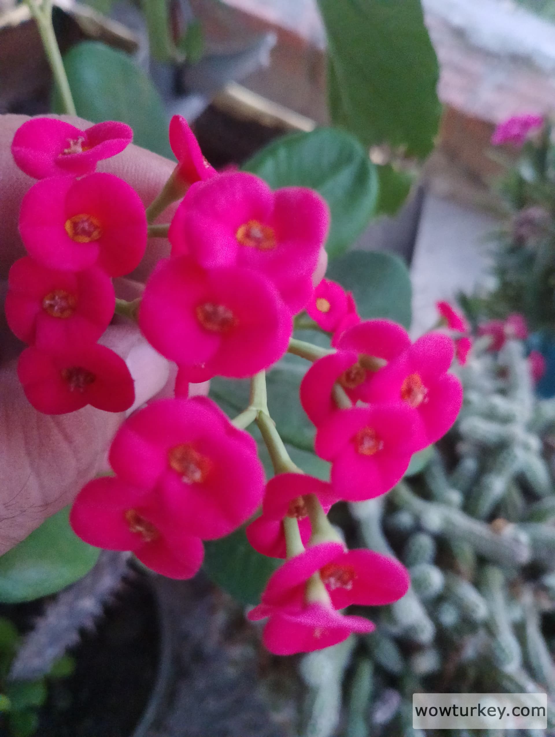 IMG_20240707_200447_HDR