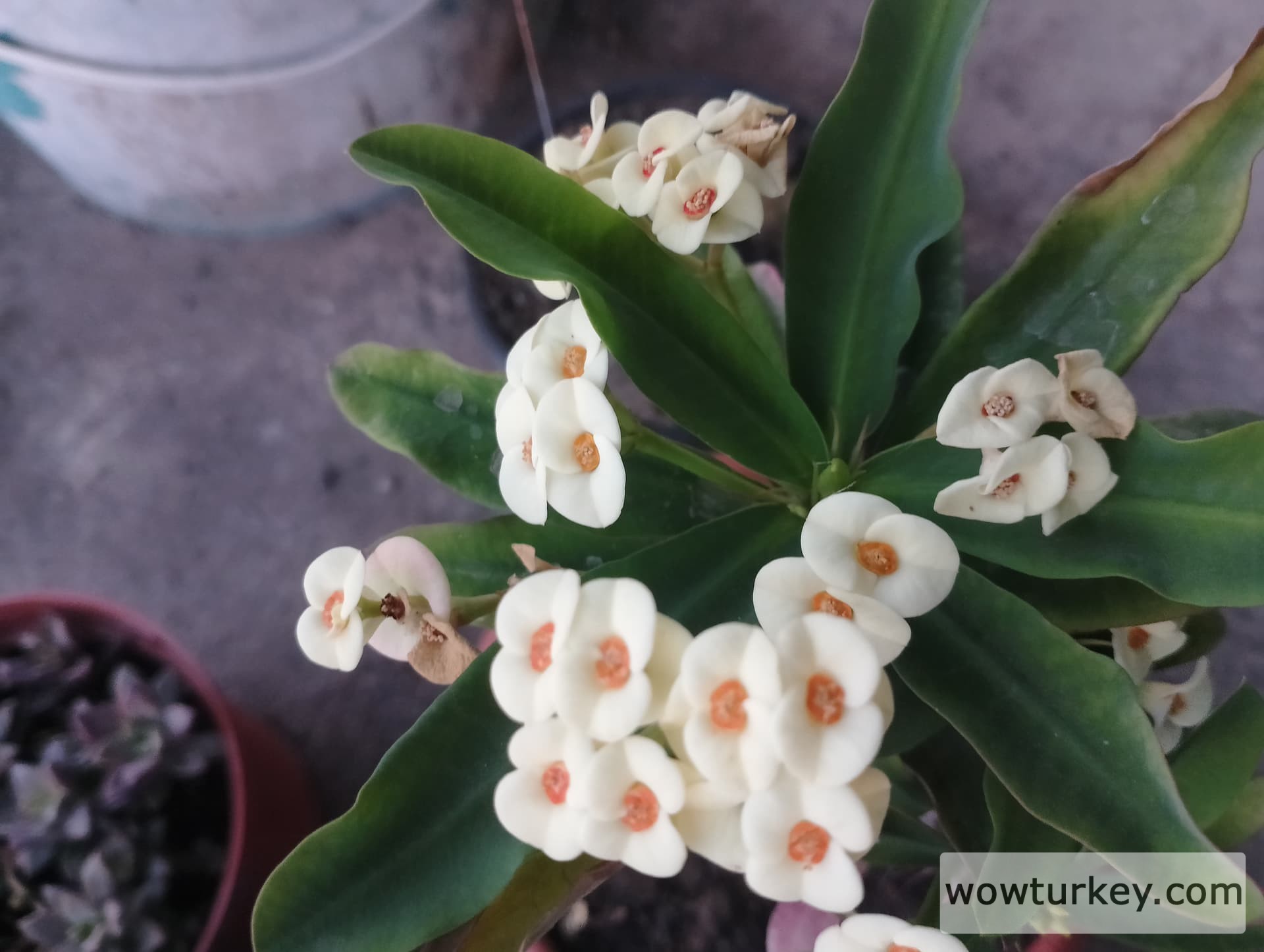 IMG_20240707_200517_HDR