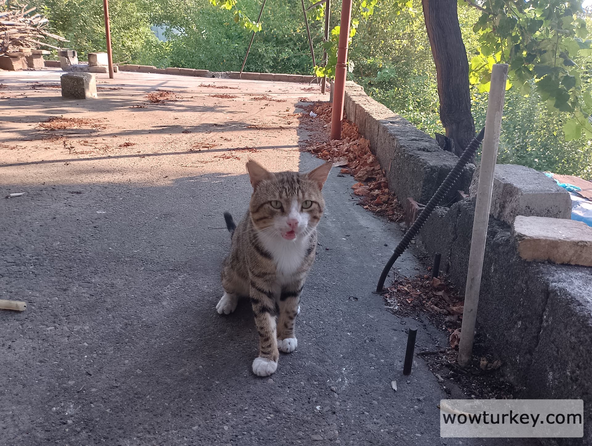 IMG_20240712_173449_HDR