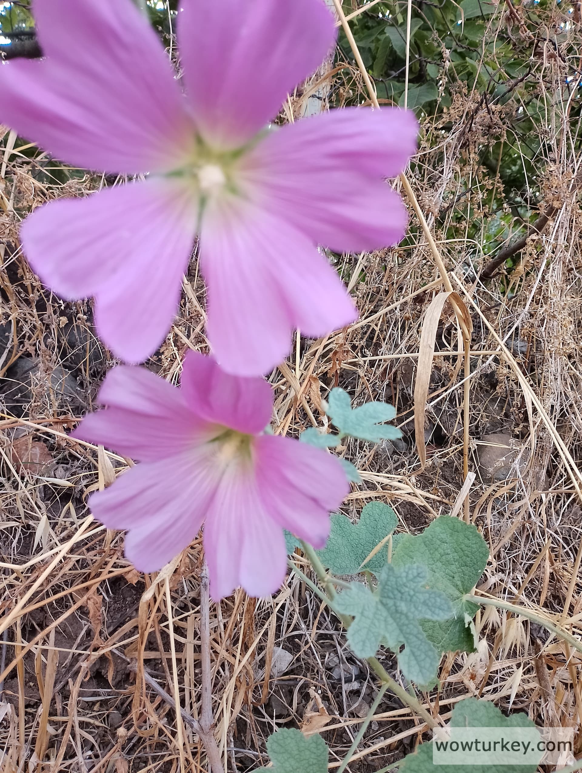 IMG_20240713_170409_HDR