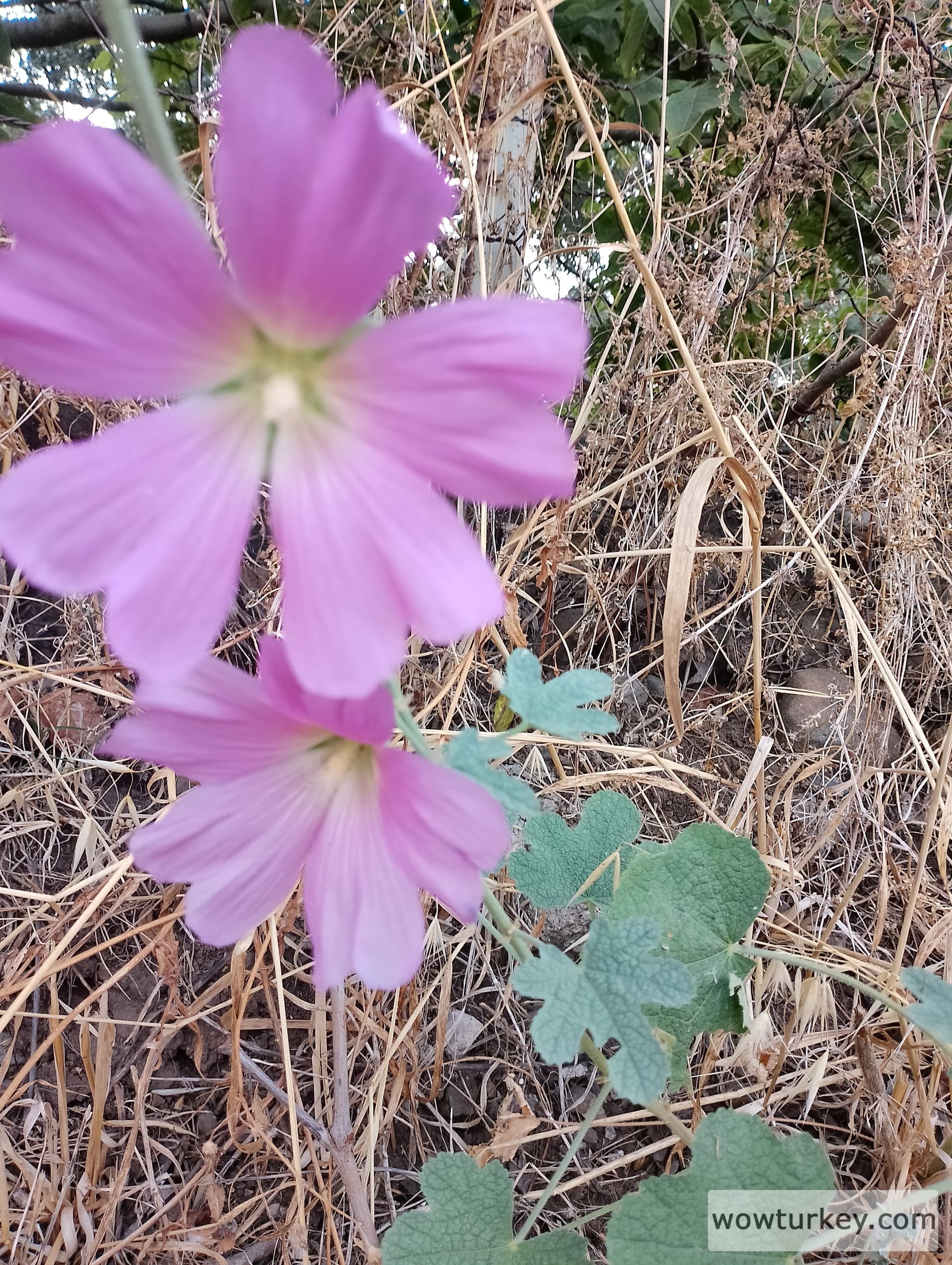 IMG_20240713_170411_HDR