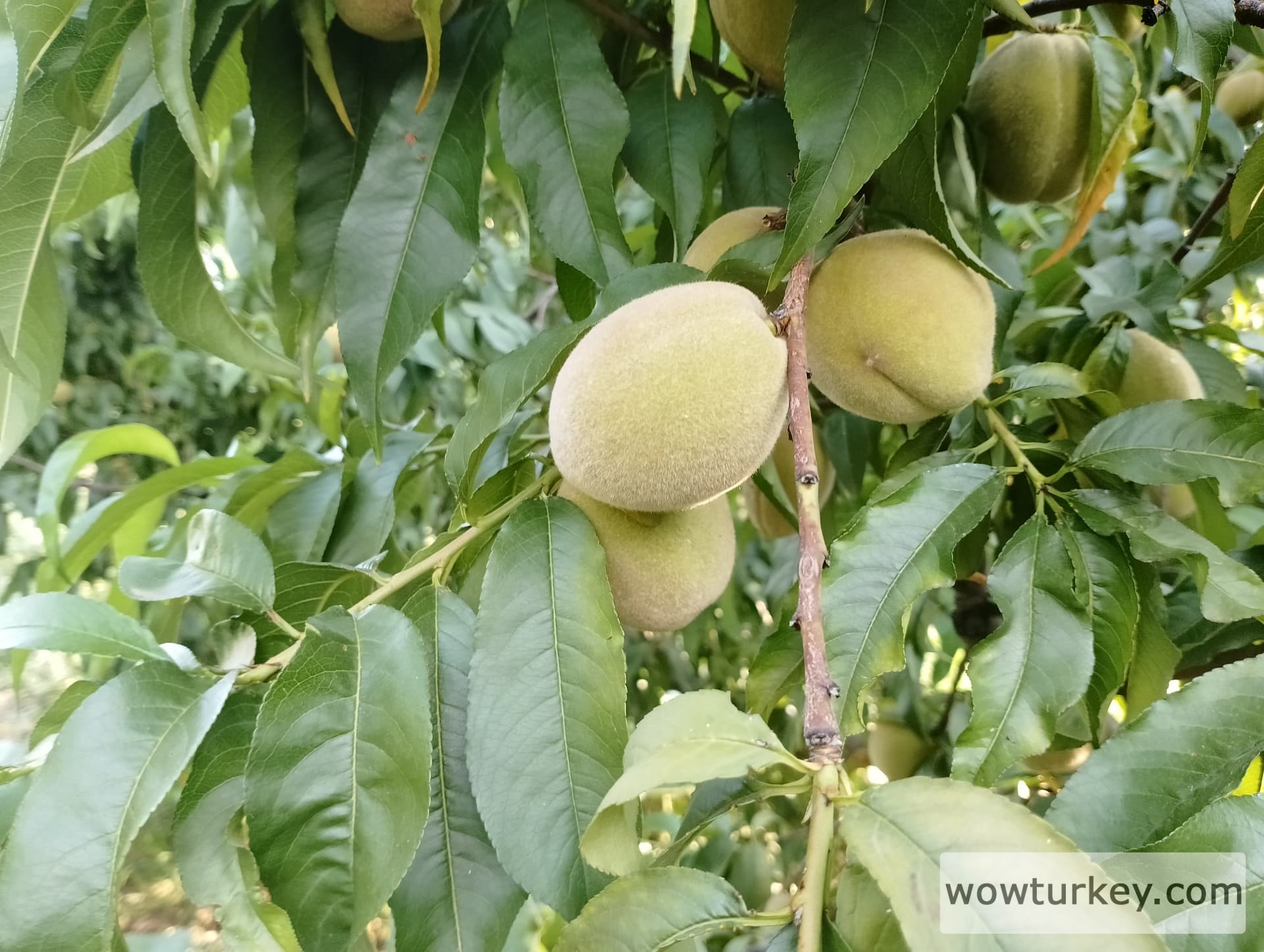 IMG_20240713_181448_HDR