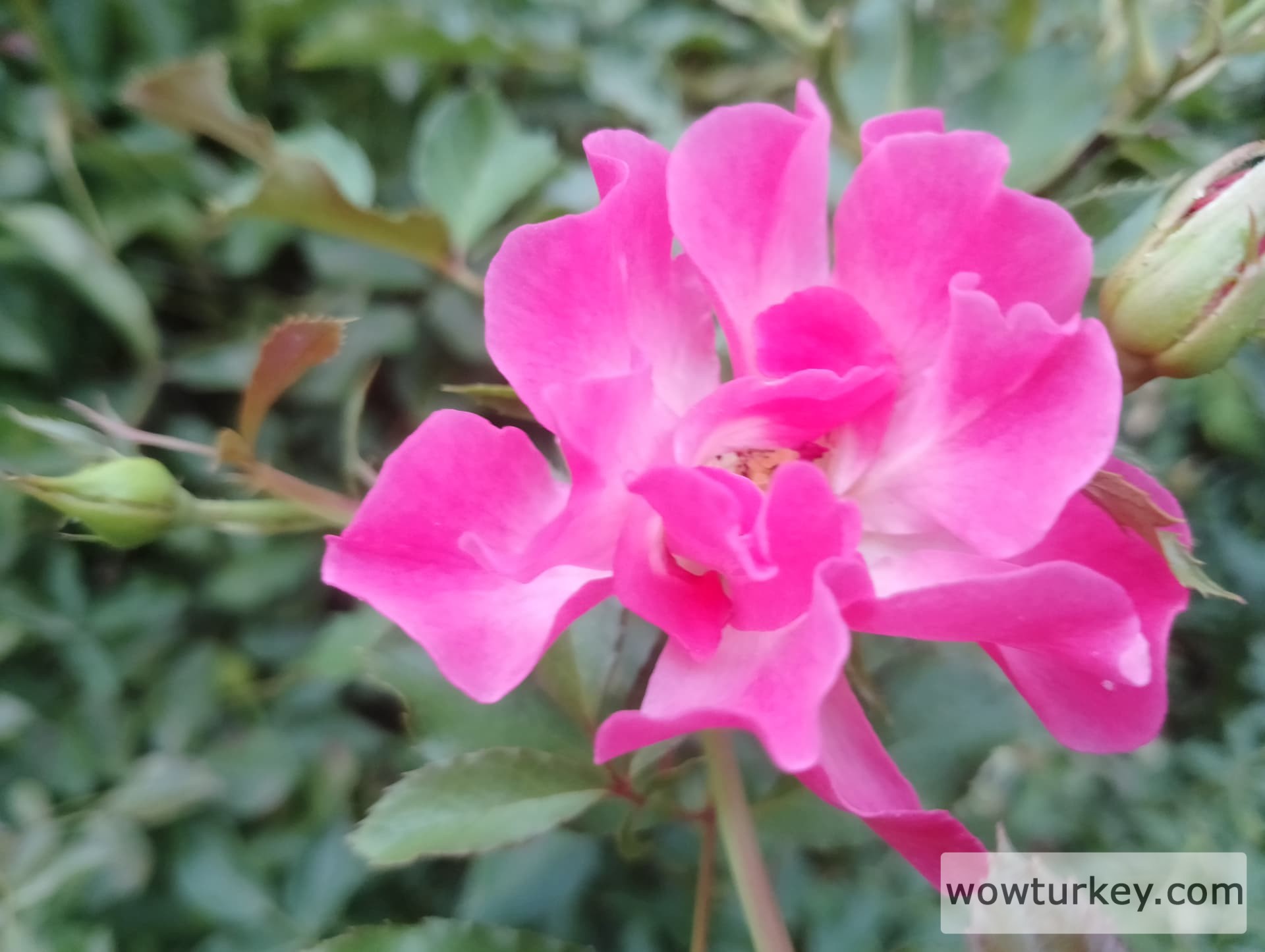 IMG_20240713_190256_HDR