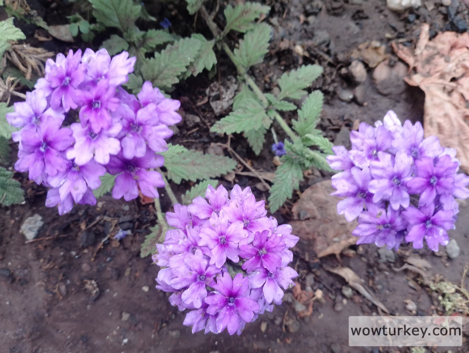 IMG_20240713_190314_HDR