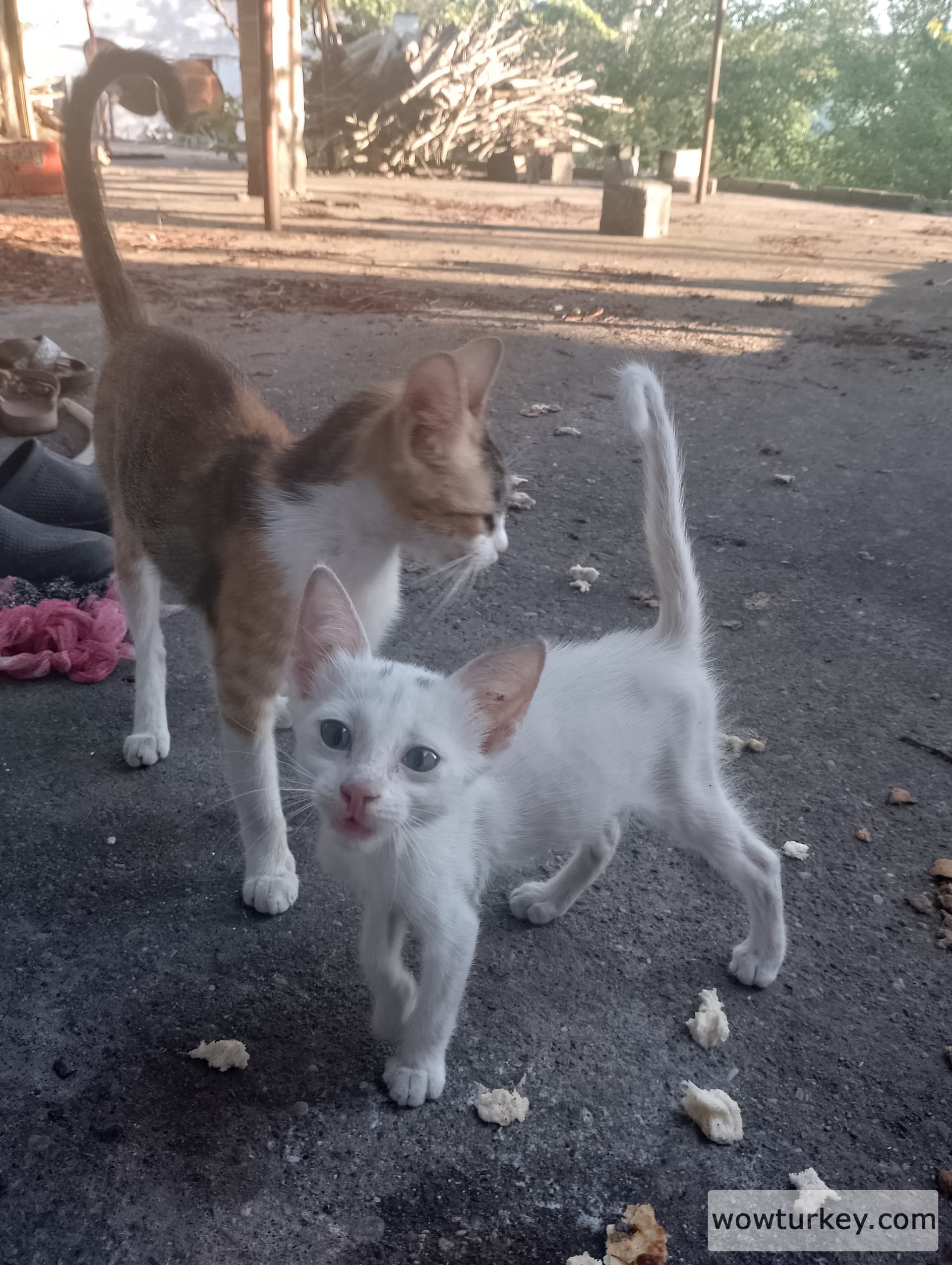 IMG_20240728_184842_HDR