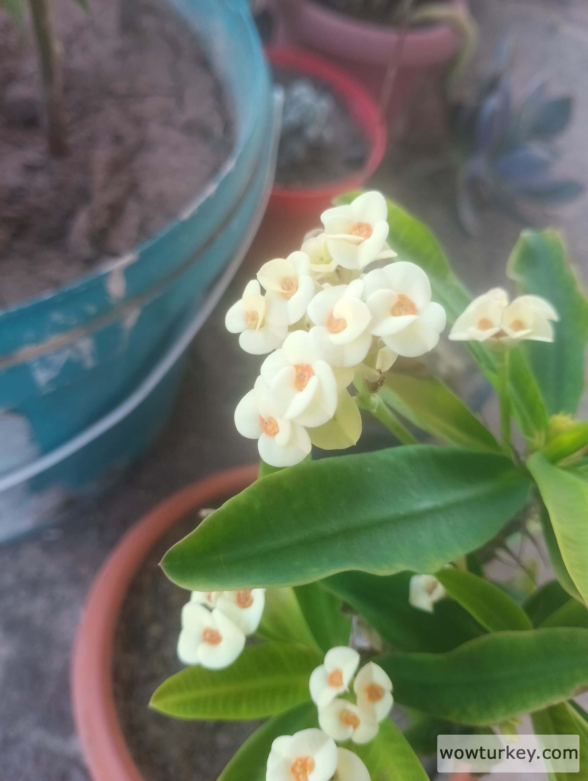 IMG_20240730_153836_HDR