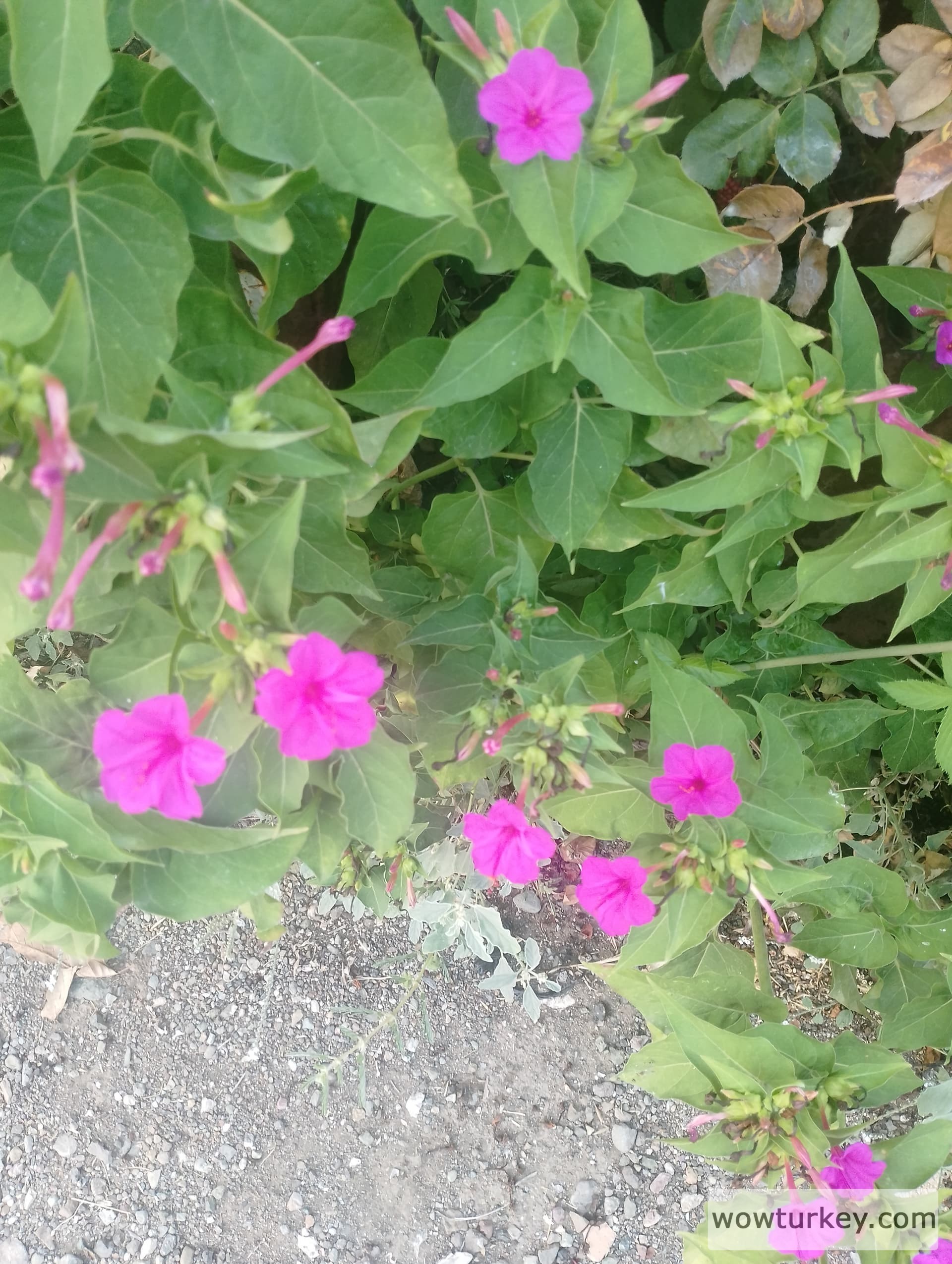 IMG_20240803_184757_HDR