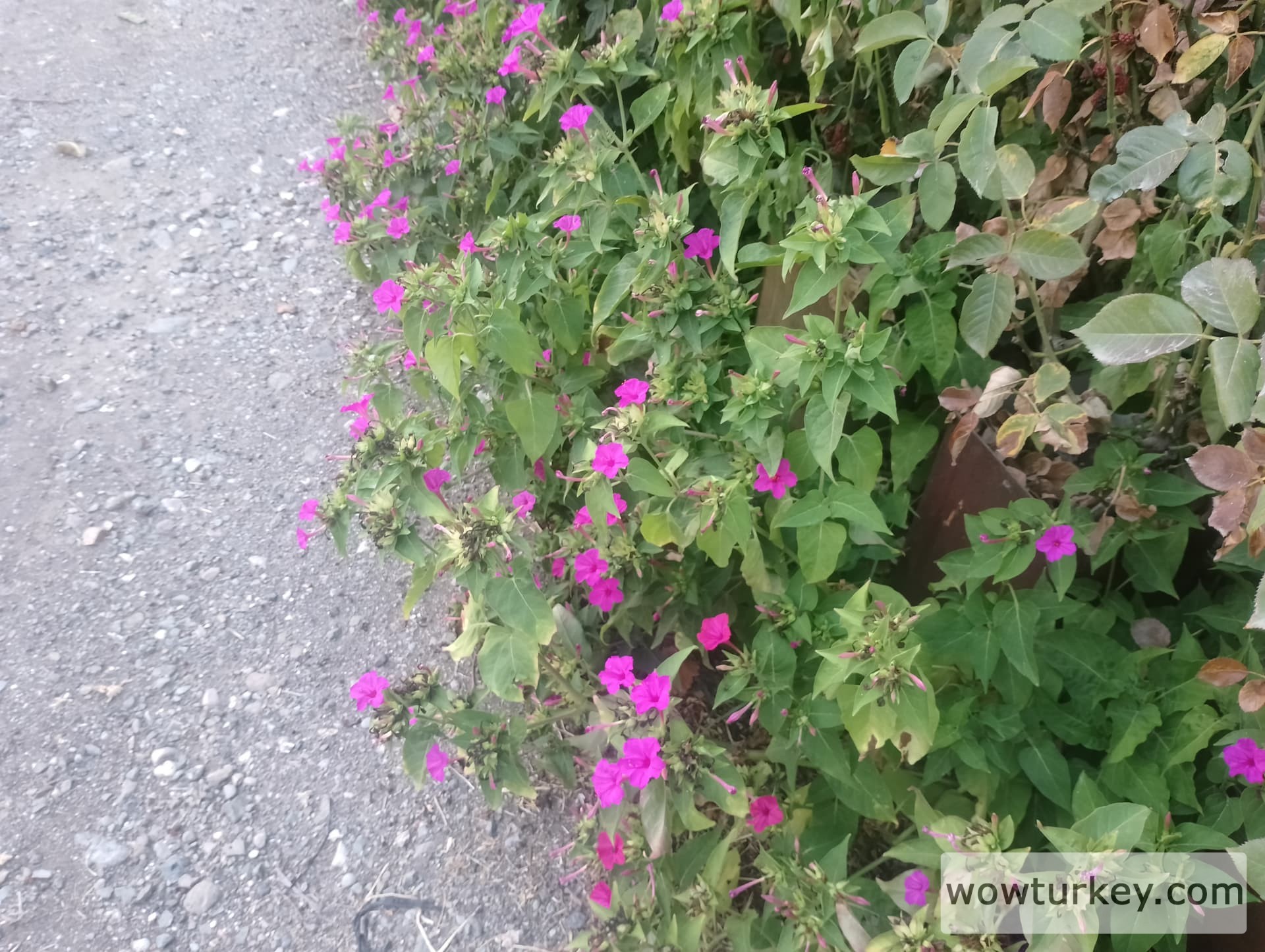 IMG_20240803_184812_HDR