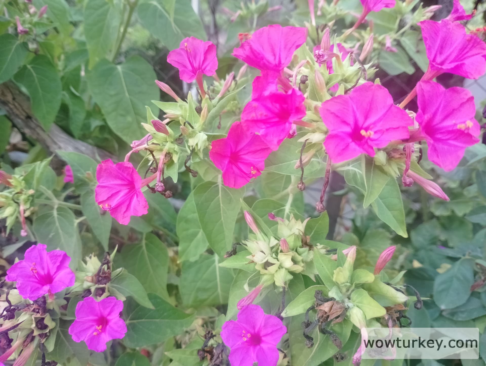 IMG_20240803_184819_HDR