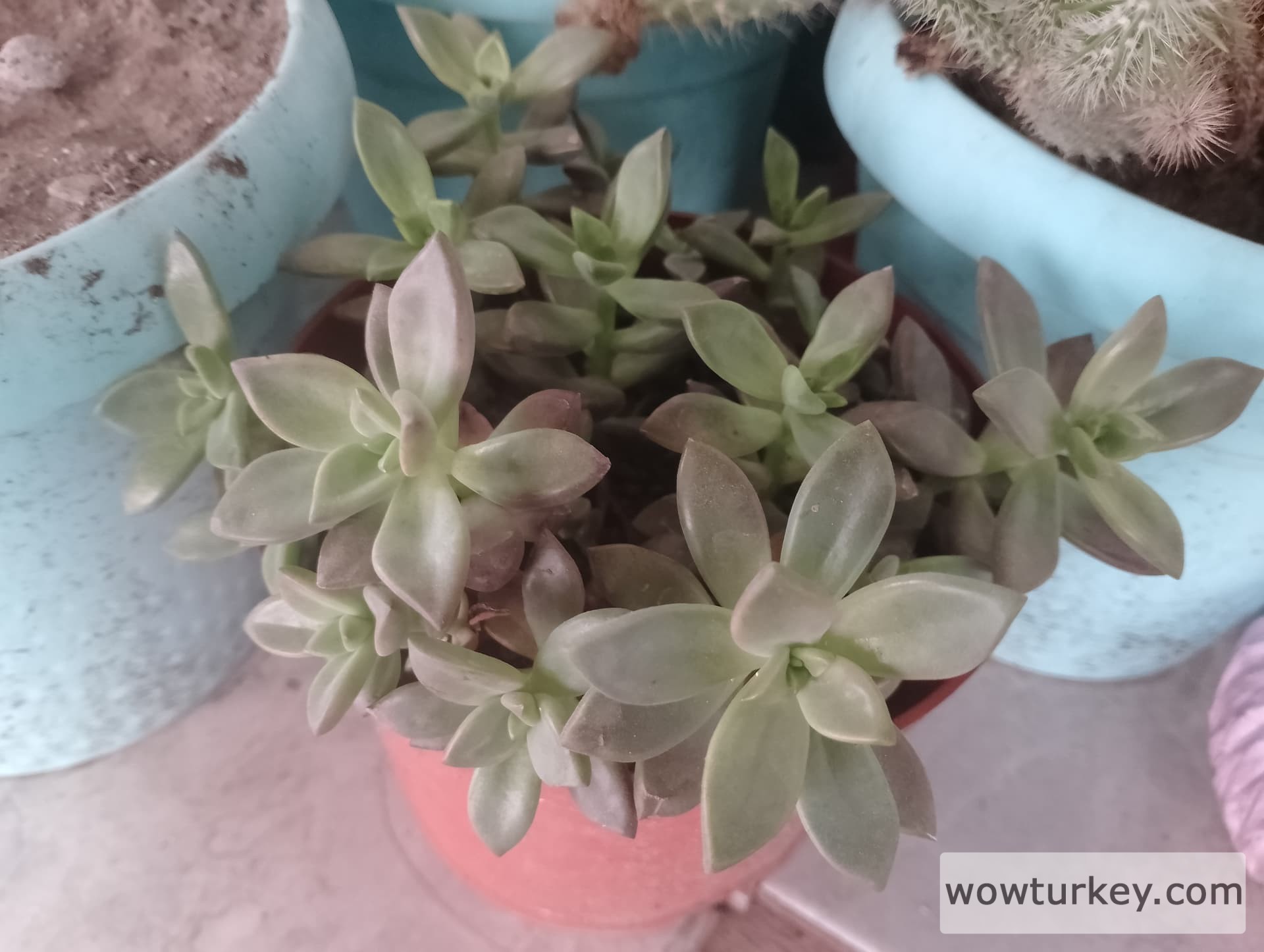 IMG_20240824_185631_HDR