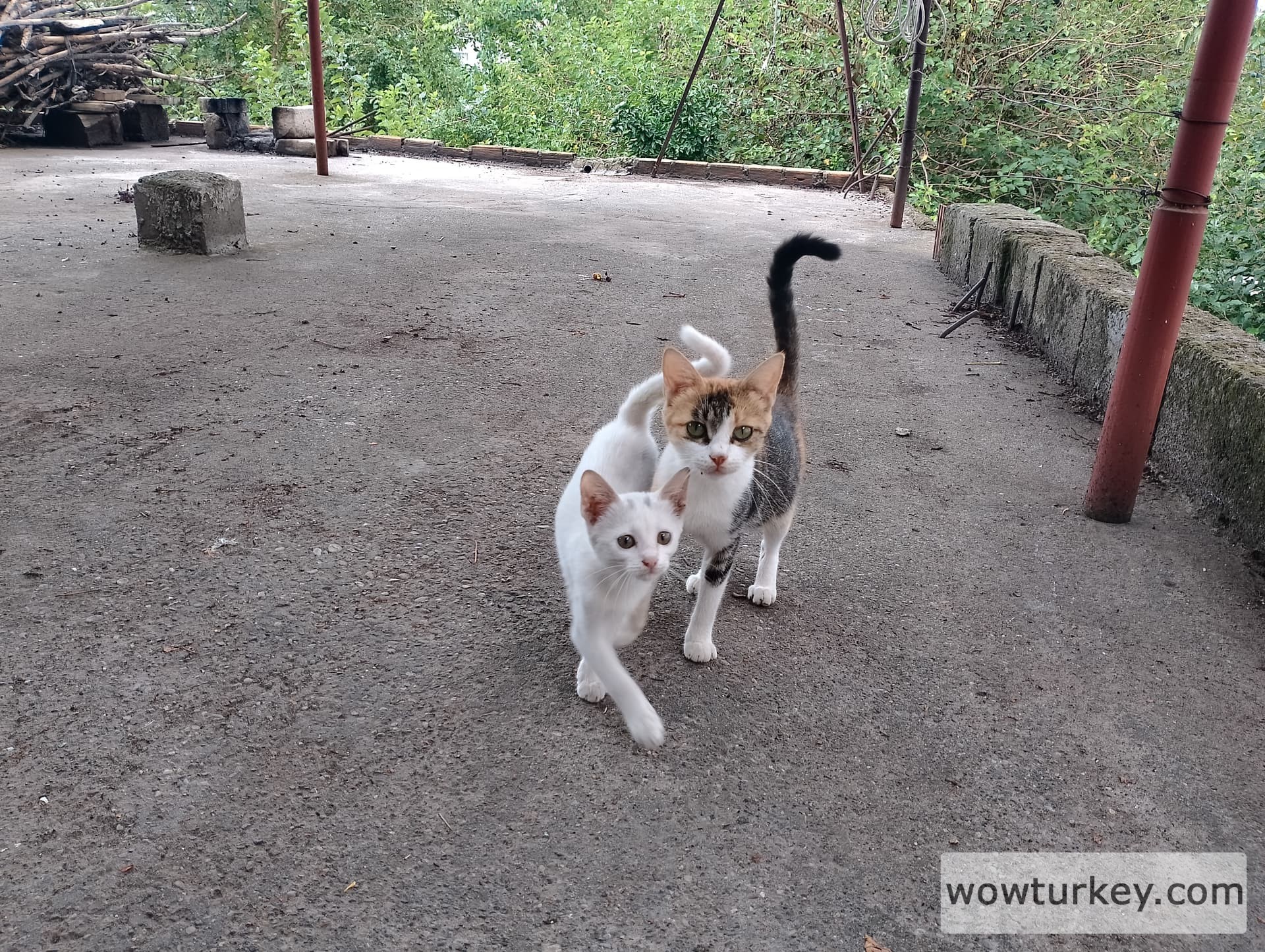 IMG_20240901_115815_HDR