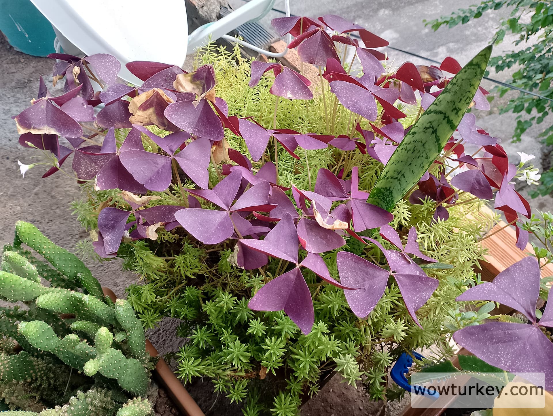 IMG_20240901_125242_HDR