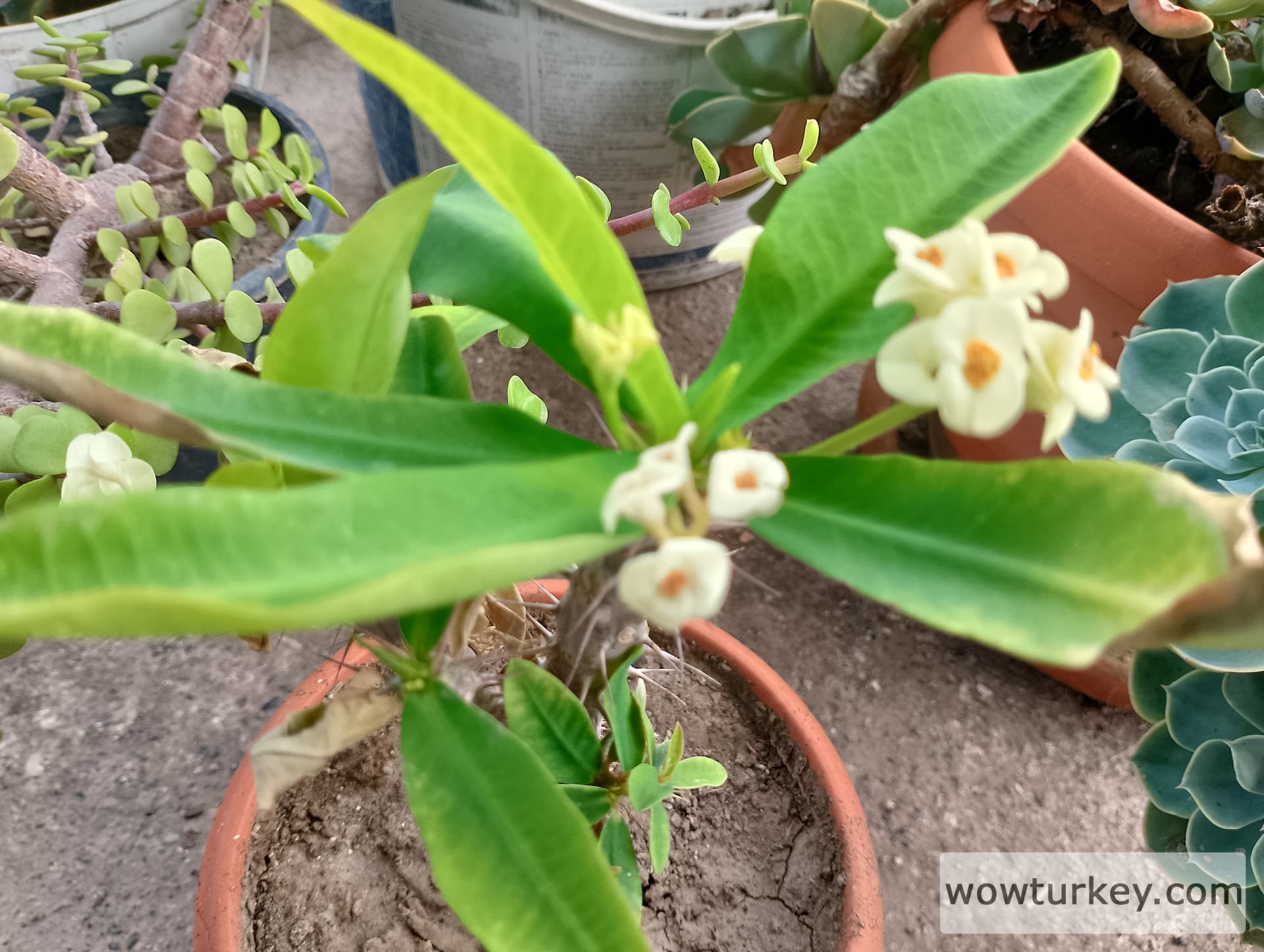 IMG_20240901_125338_HDR