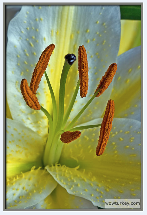 İnce kabuklu kaya yengeci larvası (Grapsus tenuicrustatus), Dennis Kunkel