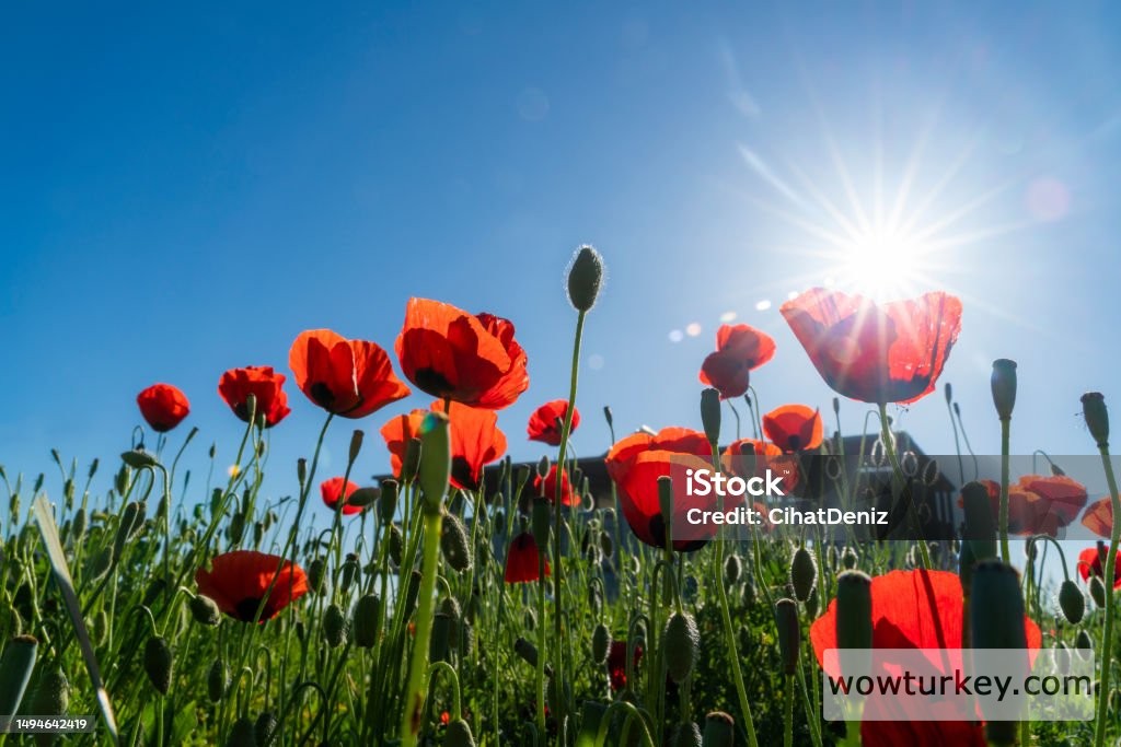 istockphoto-1494642419-1024x1024