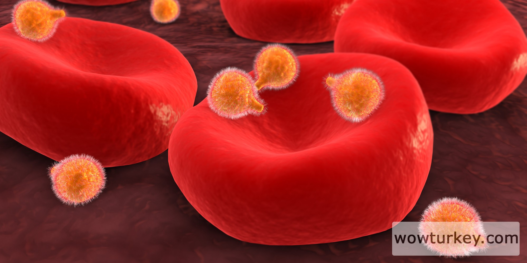 o-MALARIA-AUSTRIA-facebook