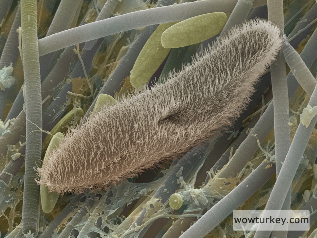 Paramecium a protozoan