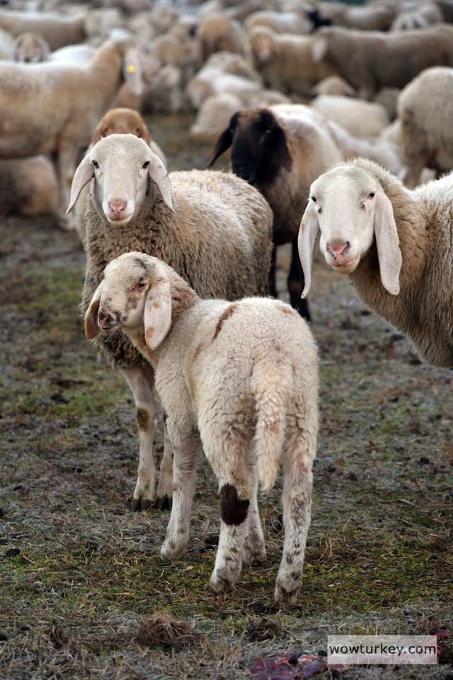 pexels-media-11010621