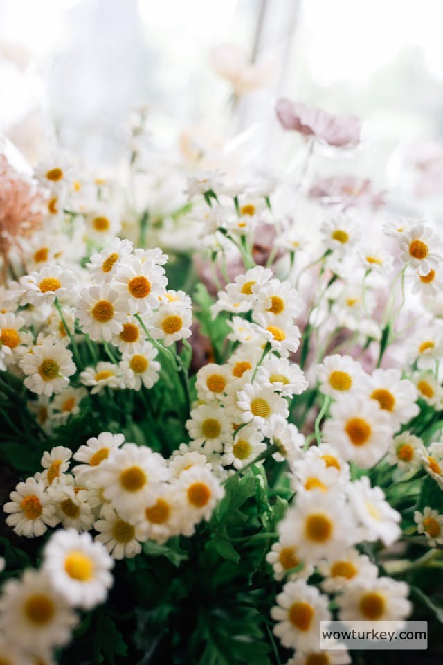 pexels-media-20746622