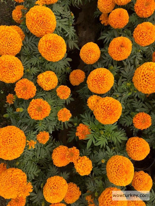 pexels-media-27366903