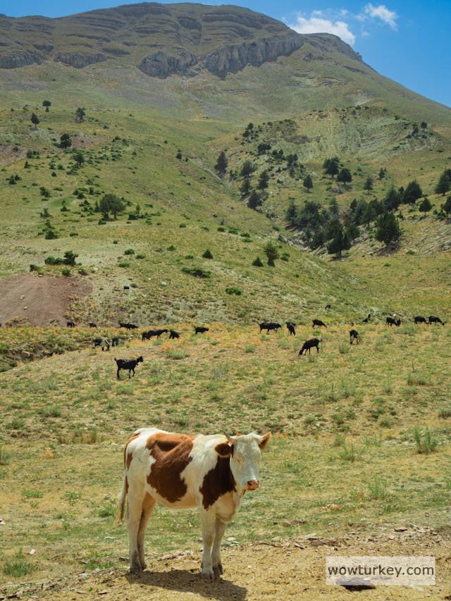 pexels-media-27966284