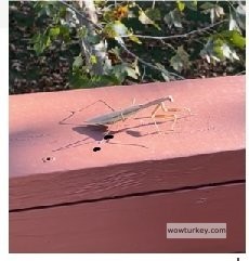 Peygamber devesi.jpg