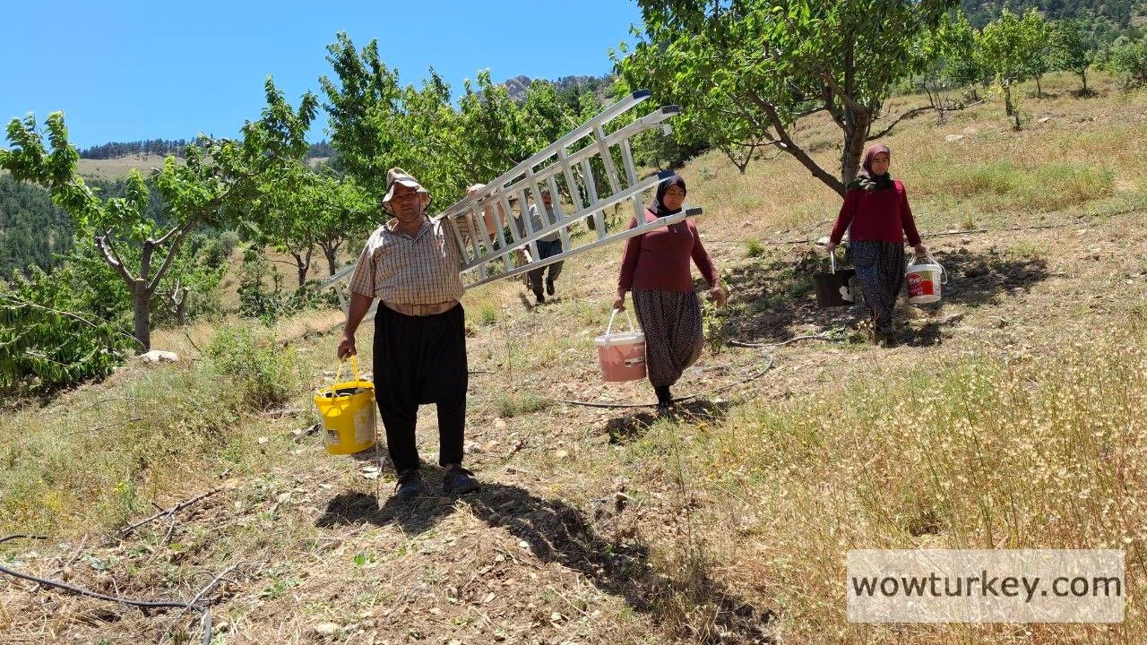 sicak-hava-kiraz-hasadini-erken-tamamlatti