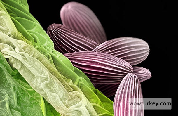 Su kabağı polenleri.