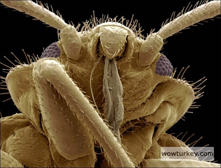 Tahtakurusunun başı bedbug (Cimex sp.)