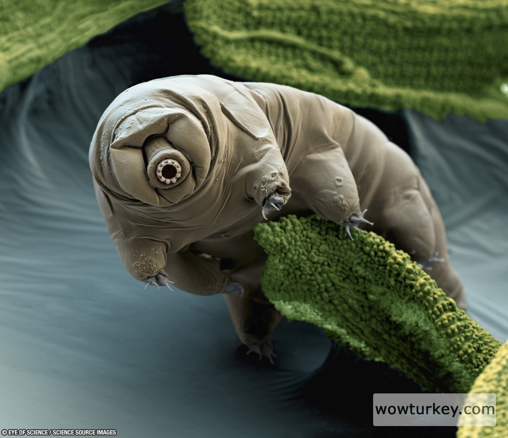 tardigrad15.png