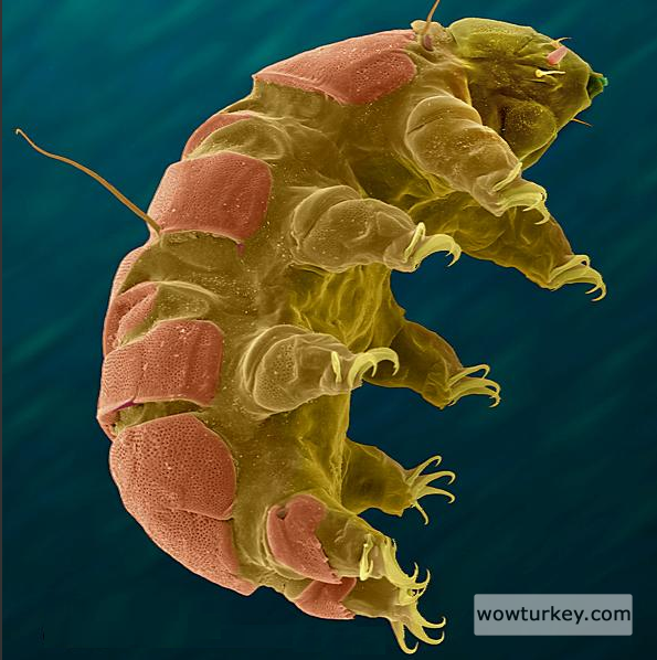 tardigrade
